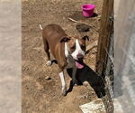 Small #8 Staffordshire Bull Terrier Mix