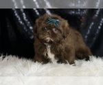 Small #3 Shih Tzu