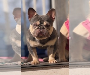 Father of the French Bulldog puppies born on 04/07/2025