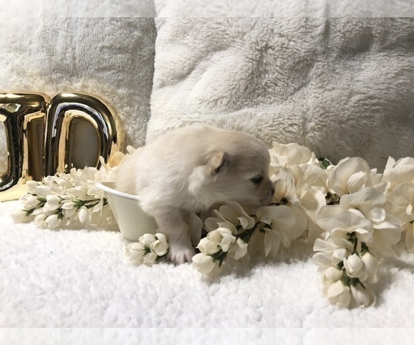 Medium Photo #4 Pomeranian Puppy For Sale in REDDING, CA, USA