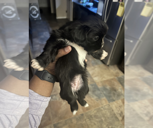 Medium Photo #2 Shih Tzu Puppy For Sale in KILLEEN, TX, USA