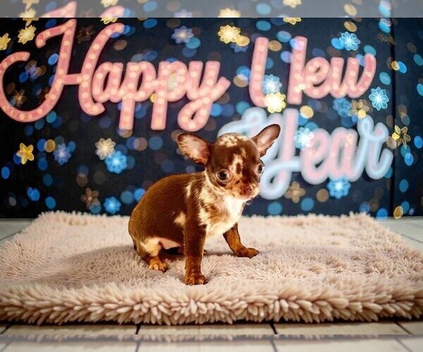 Medium Photo #22 Chihuahua Puppy For Sale in CHARLESTON, AR, USA