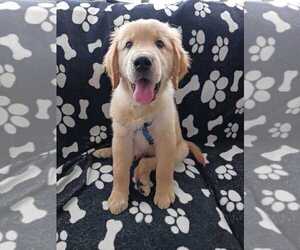 Medium Golden Retriever