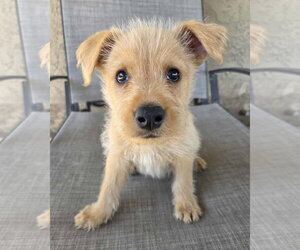 Mutt Dogs for adoption in Corona, CA, USA