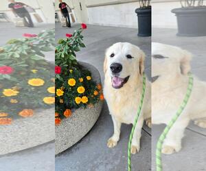 Labrenees Dogs for adoption in Newport Beach, CA, USA