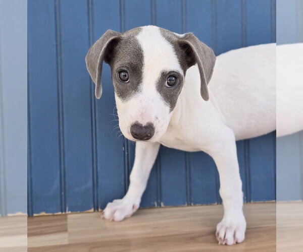 Medium Photo #9 American Pit Bull Terrier-Dachshund Mix Puppy For Sale in Lakewood, CO, USA