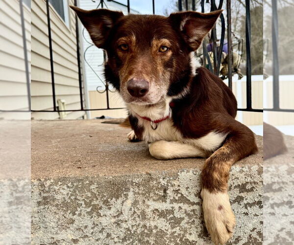 Medium Photo #10 Border Collie-Unknown Mix Puppy For Sale in Canton, CT, USA