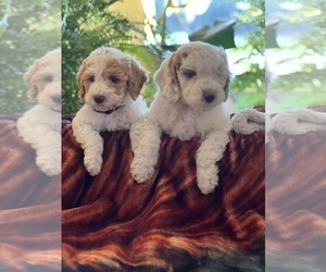 Goldendoodle (Miniature) Puppy for sale in LEWISBURG, PA, USA