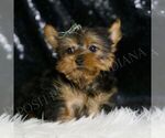 Small #1 Yorkshire Terrier
