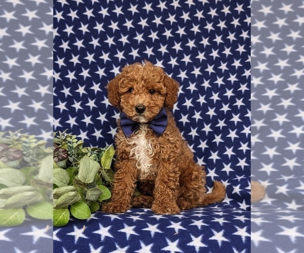 Medium Photo #3 Miniature Labradoodle Puppy For Sale in NOTTINGHAM, PA, USA