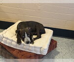Small #2 Labrador Retriever Mix