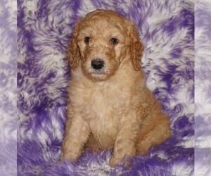 Labradoodle Puppy for sale in LA HABRA, CA, USA