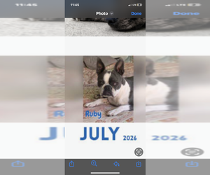 Mother of the Boston Terrier puppies born on 09/22/2025