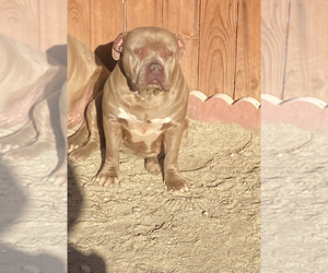 Mother of the American Bully puppies born on 10/04/2021