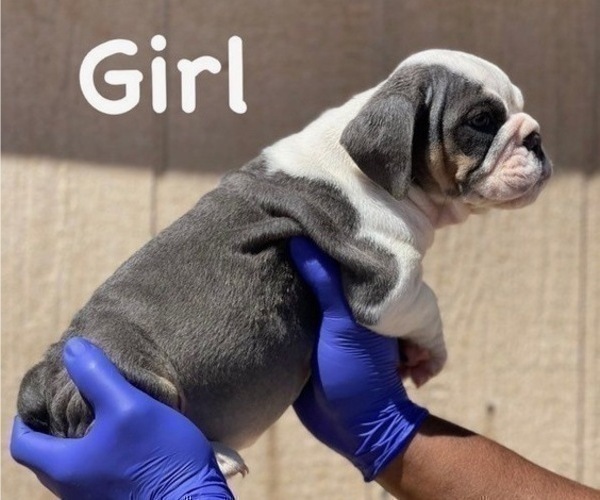 Medium Photo #6 English Bulldog Puppy For Sale in CORONA DEL MAR, CA, USA