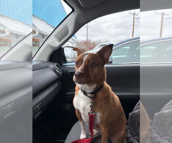 Medium Photo #11 Shiba Inu-Unknown Mix Puppy For Sale in Muskegon, MI, USA