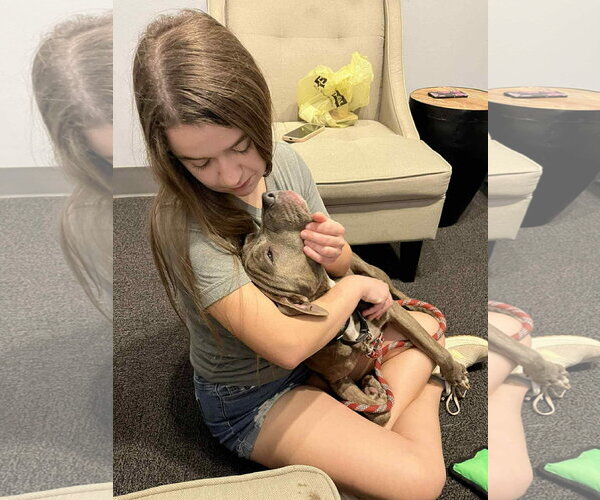 Medium Photo #2 American Staffordshire Terrier-Labrador Retriever Mix Puppy For Sale in Oakhurst, NJ, USA