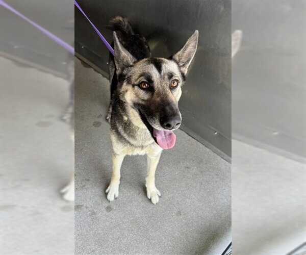 Medium Photo #1 German Shepherd Dog Puppy For Sale in San Bernardino, CA, USA