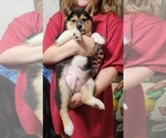 Small Photo #6 Shiba Inu Puppy For Sale in MANITO, IL, USA