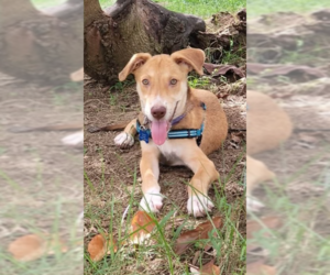Mutt Dogs for adoption in St. Augustine, FL, USA