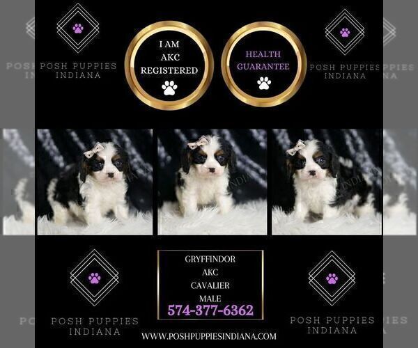 Medium Photo #2 Cavalier King Charles Spaniel Puppy For Sale in WARSAW, IN, USA