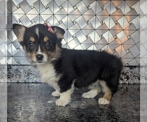 Pembroke Welsh Corgi Puppy for sale in GOSHEN, IN, USA