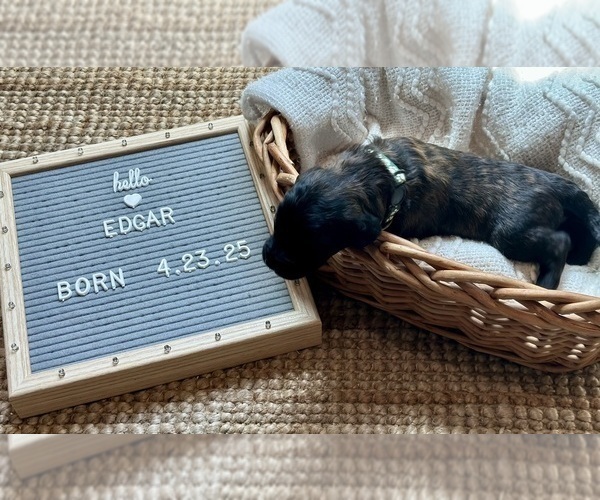 Medium Photo #8 Goldendoodle Puppy For Sale in MARICOPA, AZ, USA