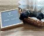Small #7 Goldendoodle