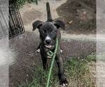 Small American Staffordshire Terrier Mix