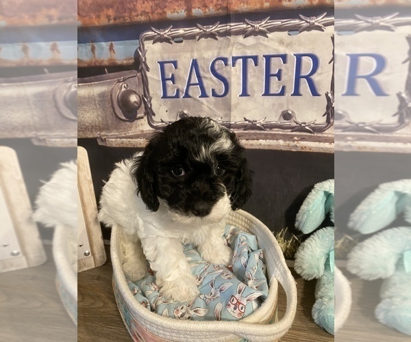 Medium Photo #1 Maltipoo Puppy For Sale in ACWORTH, GA, USA