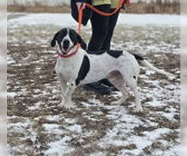 Medium Photo #3 Mutt Puppy For Sale in Oskaloosa, IA, USA