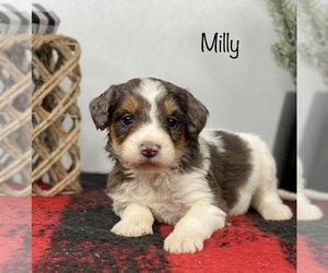 Bernedoodle Puppy for sale in GOSHEN, IN, USA