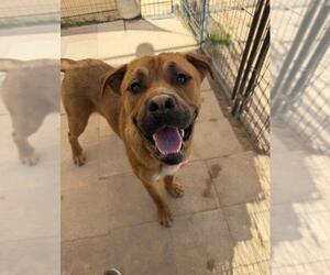Mastiff Dogs for adoption in Santa Maria, CA, USA