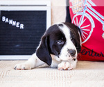 Puppy Banner Australian Cattle Dog-Basset Hound Mix