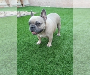 Mother of the French Bulldog puppies born on 04/02/2023