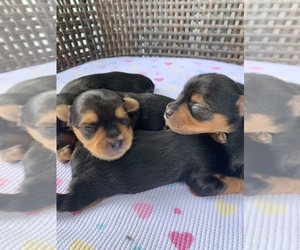 Yorkshire Terrier Puppy for sale in FUQUAY VARINA, NC, USA