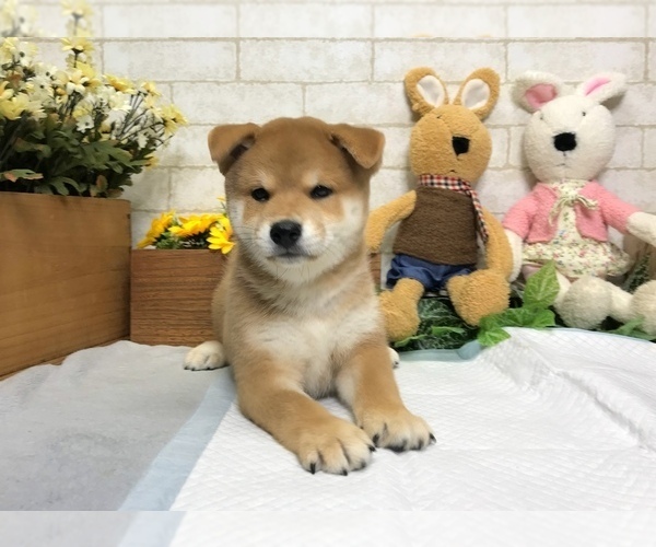 Medium Photo #4 Shiba Inu Puppy For Sale in REDWOOD CITY, CA, USA
