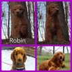 Small Photo #1 Goldendoodle Puppy For Sale in WARSAW, IN, USA