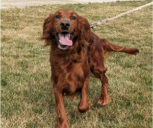 Mother of the Irish Doodle puppies born on 03/27/2025