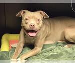 ZUZU - Female Staffordshire Bull Terrier Dog for Adoption - Small photo