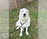 Small #26 Great Pyrenees