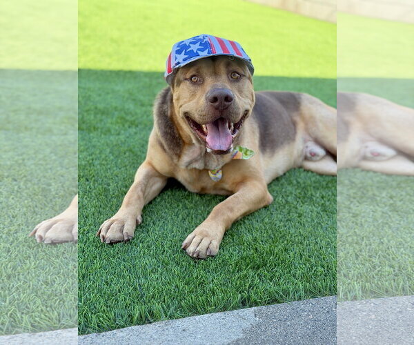 Medium Photo #4 German Shepherd Dog-Unknown Mix Puppy For Sale in Los Angeles, CA, USA