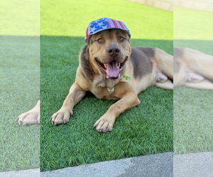 Pancho - Male German Shepherd Dog-Unknown Mix Dog for Adoption - Photo #4