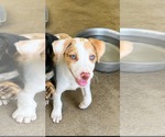 Small #4 Australian Shepherd Mix