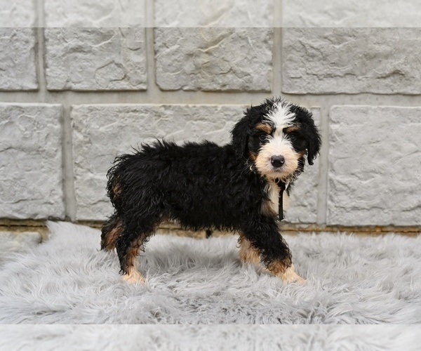 Medium Photo #2 Bernedoodle Puppy For Sale in MILLERSBURG, OH, USA