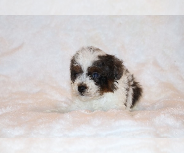 Medium Photo #19 Poodle (Toy) Puppy For Sale in DYERSBURG, TN, USA