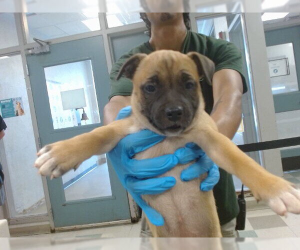 Medium Photo #1 Black Mouth Cur-Unknown Mix Puppy For Sale in Oklahoma City, OK, USA