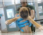 Small Black Mouth Cur Mix