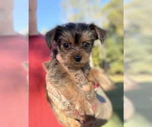 Yorkshire Terrier Puppy for sale in NEWTON, NC, USA