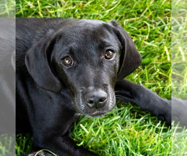 Medium Photo #5 Mutt Puppy For Sale in Mundelein, IL, USA